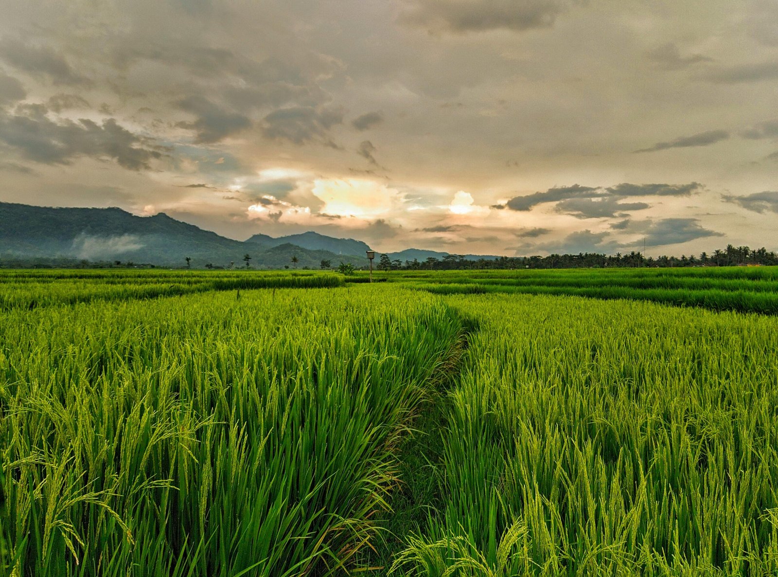 Premium Rice Exporter and Global Foodstuff Supplier - Himmath Foodstuff Dubai